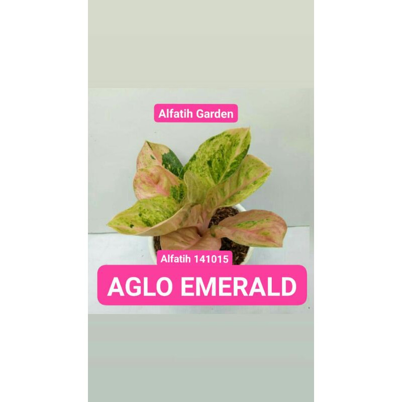 Bunga aglonema emerald-Aglonema emeralda-Tanaman hias aglonema emerald-Aglonema emerald-EMERALD