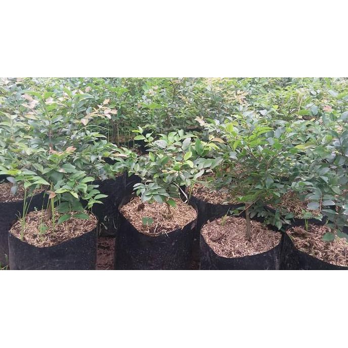 Bibit Tanaman Anggur Brazil/ Jaboticaba/Kupa Landak G3P