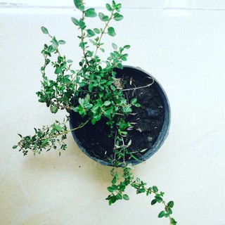 Tanaman thyme