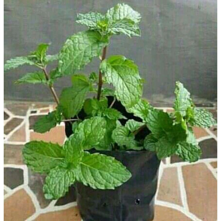

Bibit Daun Mint daun keresmen per 10 bibit