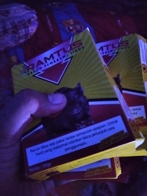 Ramtus Obat Racun Tikus Langsung Mati Kering Tidak Bau Sangat Ampuh Racun Pembasmi Tikus 12 Pack