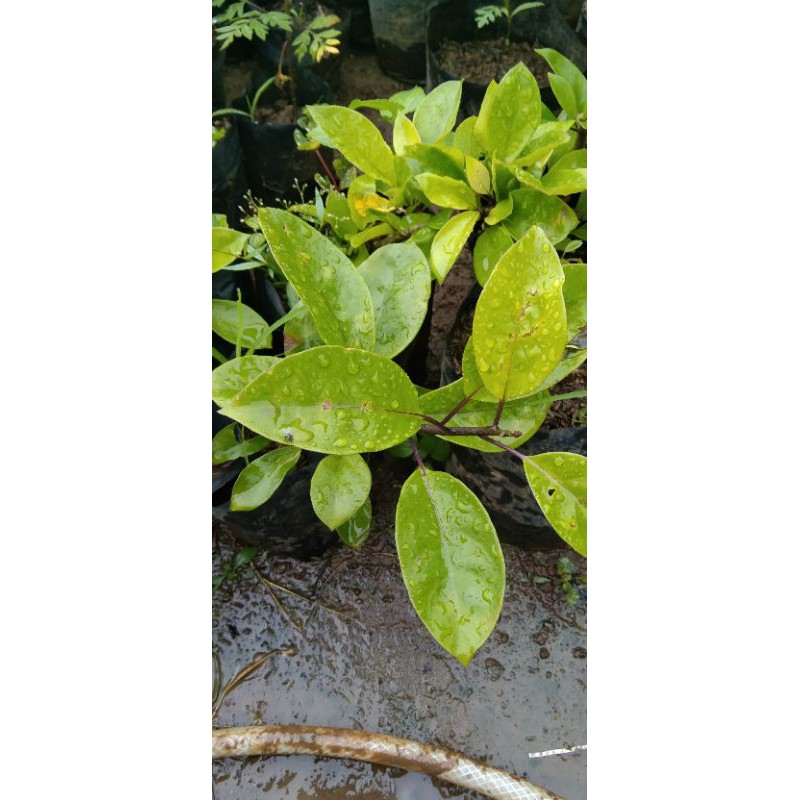bibit bunga Alamanda/ tnaman bunga alamanda