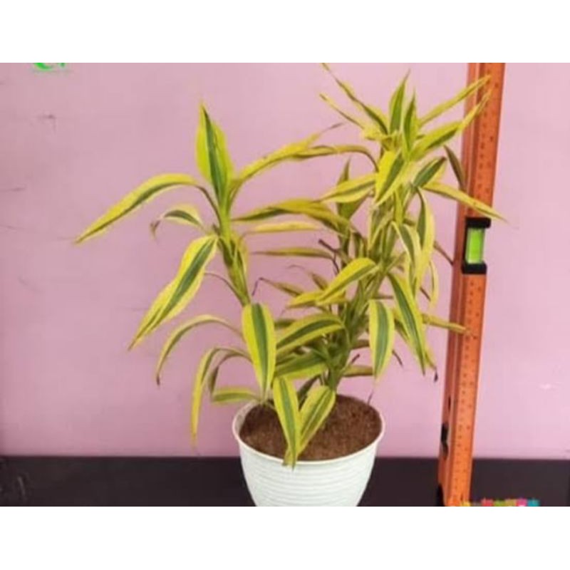 Tanaman Hias Suji Kuning/Bambu hoki sri rejeki