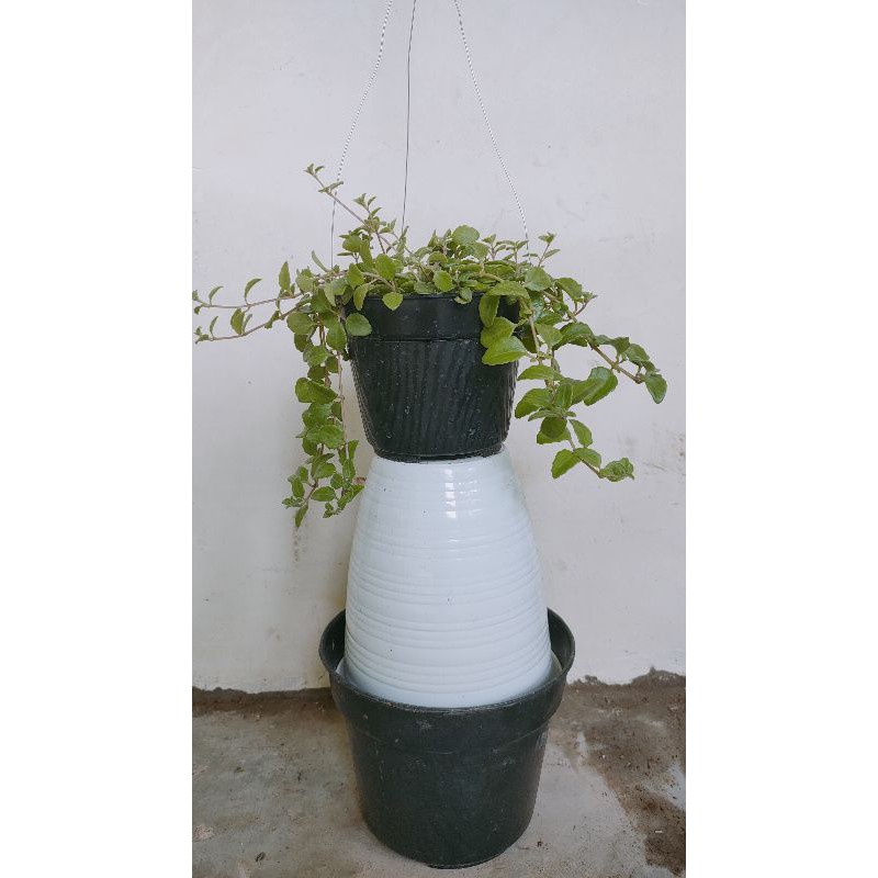 TANAMAN GANTUNG MEATLEAF