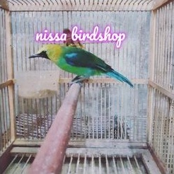 burung cucak ranting jantan bunyi