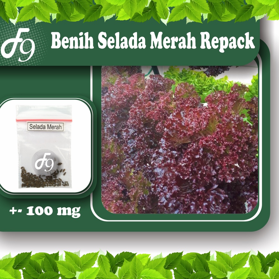 Benih Bibit Selada Merah Lollo Rossa Murah Repack Seribuan