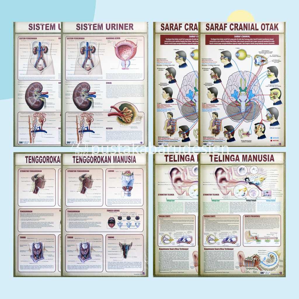 

Poster Edukasi Anak Mainan Edukasi Anak Lembaran Seri Anatomi Tubuh Manusia Sistem Uriner Syaraf Cranial Otak Tenggorokan Dan Telinga Manusia Lembaran Untuk Anak