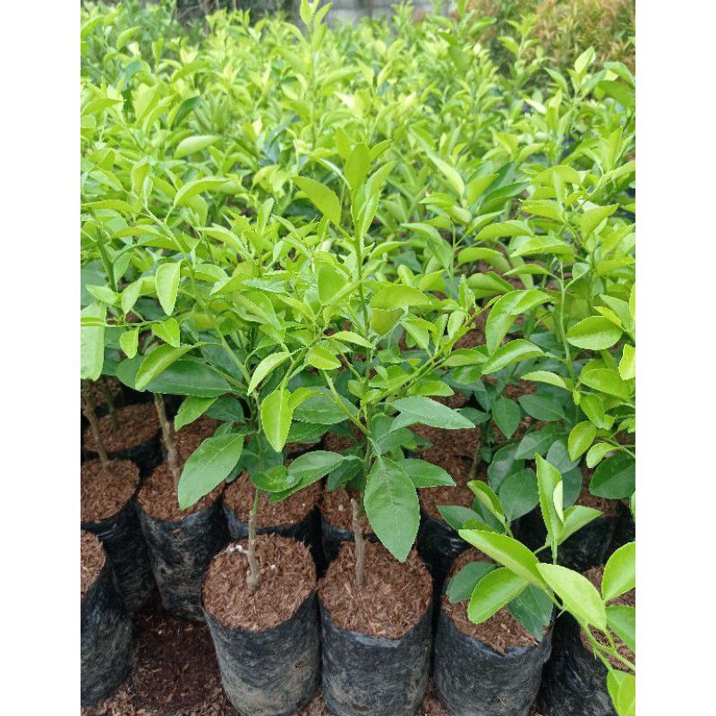 Pohon Jeruk Limo, tanaman jeruk limo, jeruk Limo