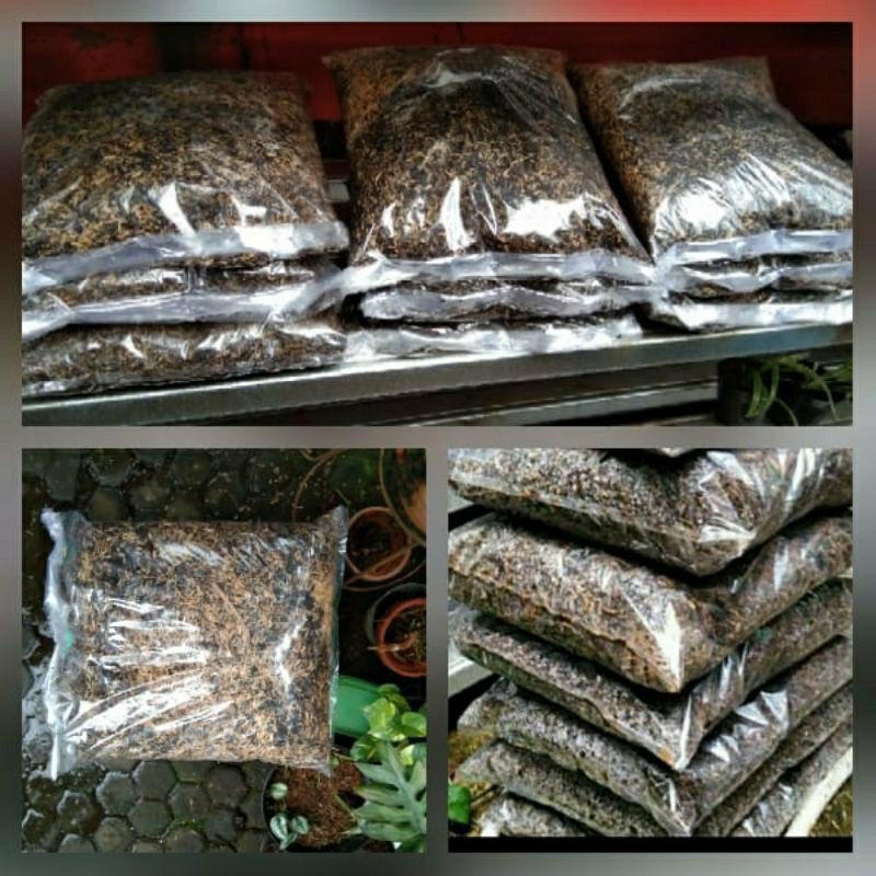 MEDIA TANAM FERMENTASI ORGANIK UNTUK AGLONEMA CAMPUR FUNGISIDA ANTRACOL