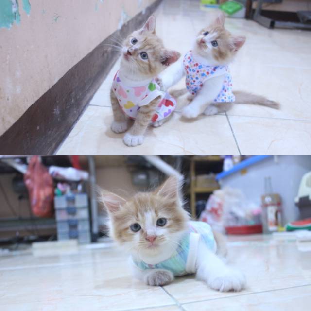 Baju kucing dropship pilih dulu sebelum memesan / baju kucing dan anjing murah size S-XL