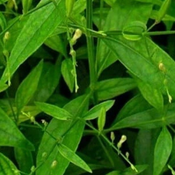 

herbal sambilata segar