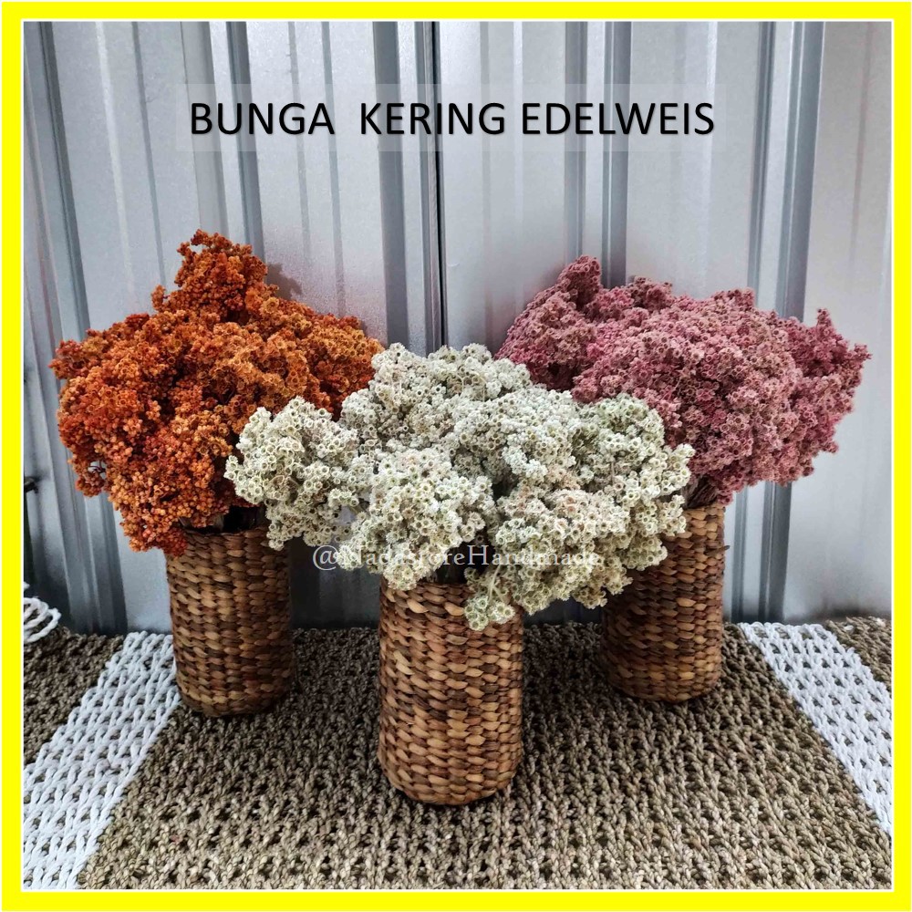  BUNGA  KERING  EDELWEIS  EDELWEISS NATURAL DRIED FLOWER 