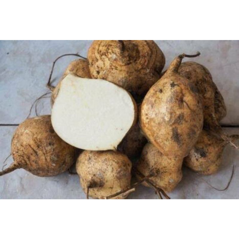 

Buah Bengkoang - 1kg