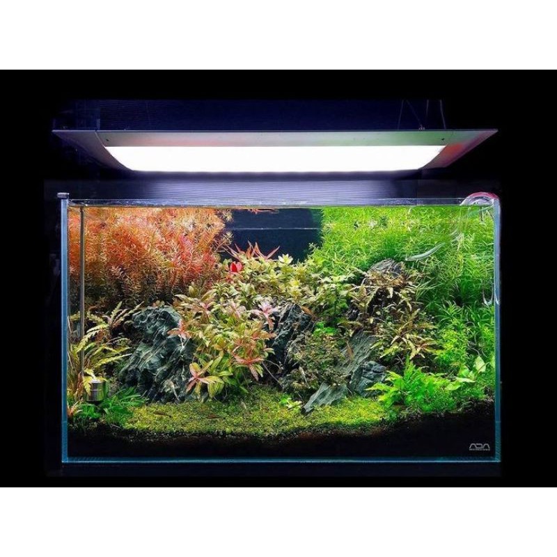 paket tanaman aquascape 6 jenis