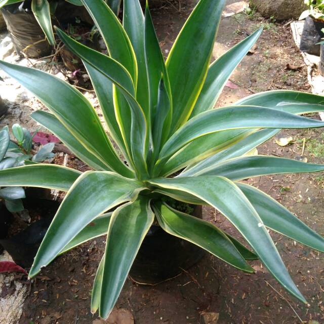 Tanaman hias Agave king