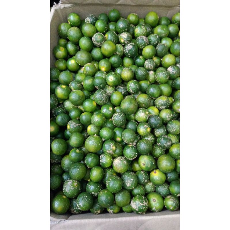 

Sonkit / Jeruk Kunci
