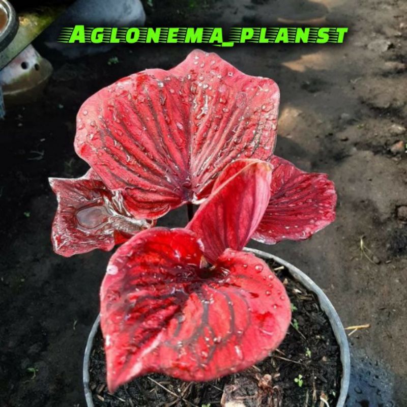 New BONGGOL Caladium Red Nagoya