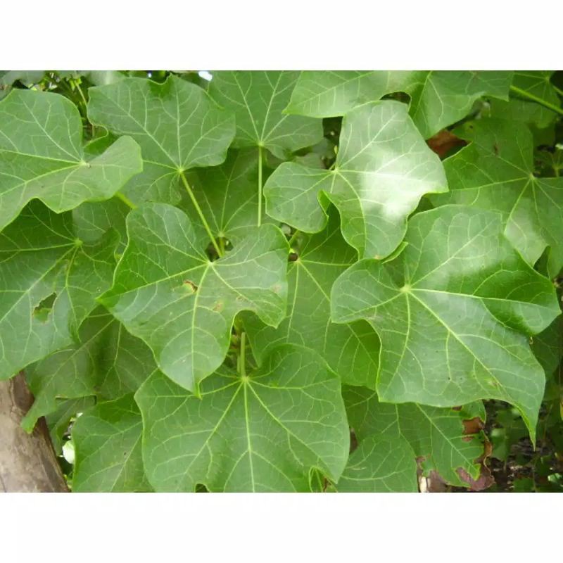 

Daun jarak segar 100% tanpa pestisida di order baru di petik