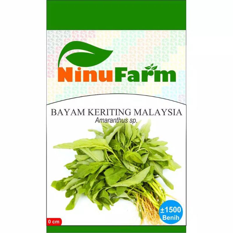 BENIH BAYAM KRITING MALAYSIA / BIBIT BAYAM HIDROPONIK / TANAMAN HIAS BUNGA KERING AGLONEMA