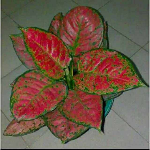 Tanaman hias aglonema dut anjamani aglonema dut anjamani