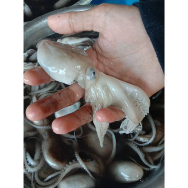 

Baby octopus / gurita kecil 1 bungkus 500gram