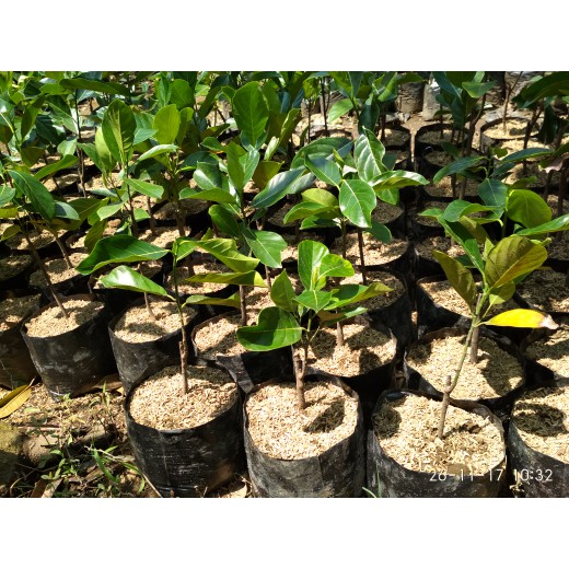 bibit nangka madu, merah