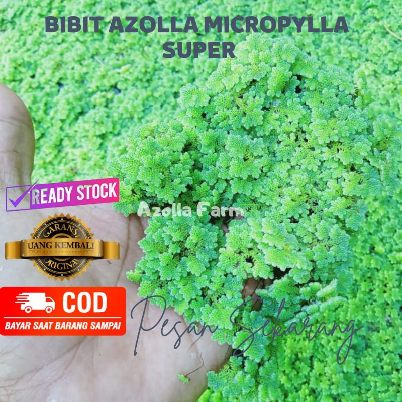 

Jual Bibit Azolla Micropylla 1000 gram