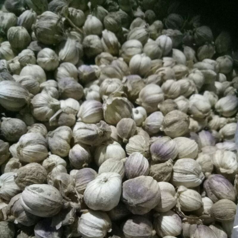 

KAPULAGA (KAPULOGO) KERING 1KG 100% ORGANIK