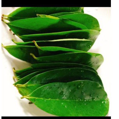 

pohon daun sirsak tua segar khusus untuk obat herbal kanker