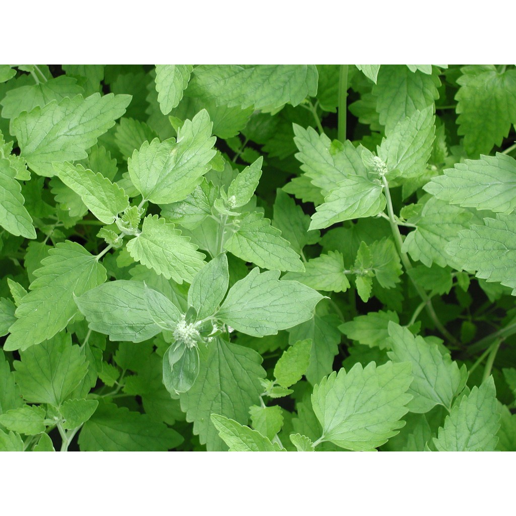 Benih-Bibit Herbs Catnip Common (Haira Seed)