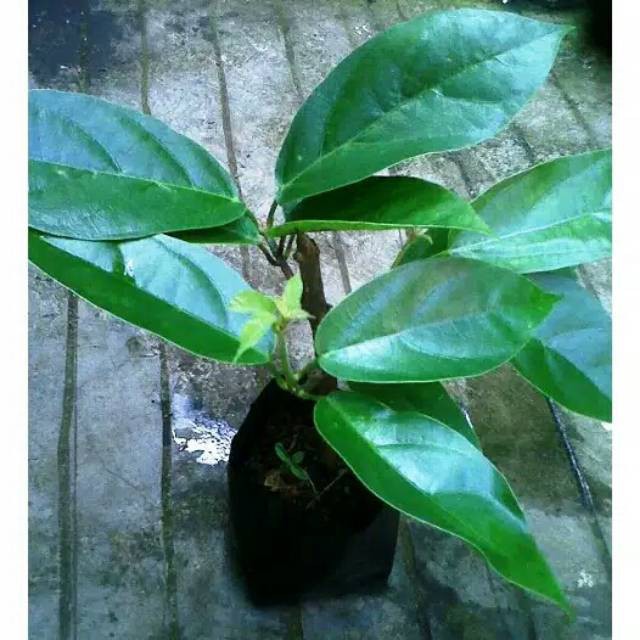 Tanaman daun cincau hijau cingcau jeli