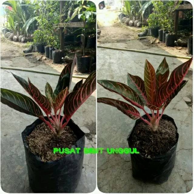 bibit bunga aglonema red sumatra