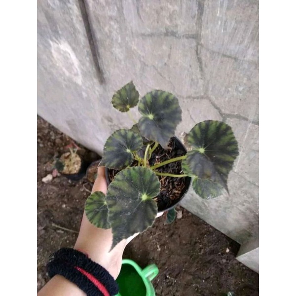 Begonia Kerang hitam