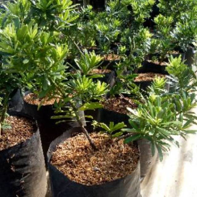 tanaman lohansung sinzuan - lohansung cincuan - bibit lohansung