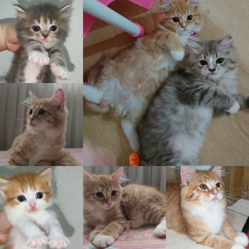 Kitten Persia Flatnose Peaknose Anggora Himalaya Exotic