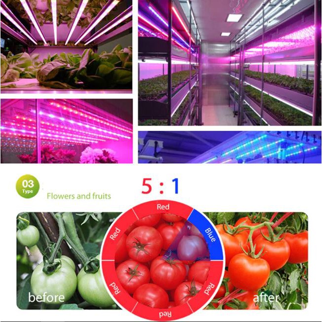 Led Grow Light Hydroponic Strip Lampu Tanaman Hidroponik 12V 5M