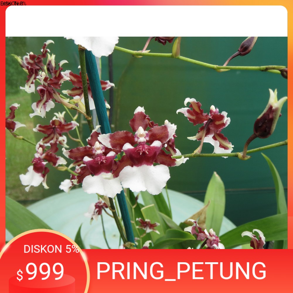 Oncidium Heaven Scent Redolence