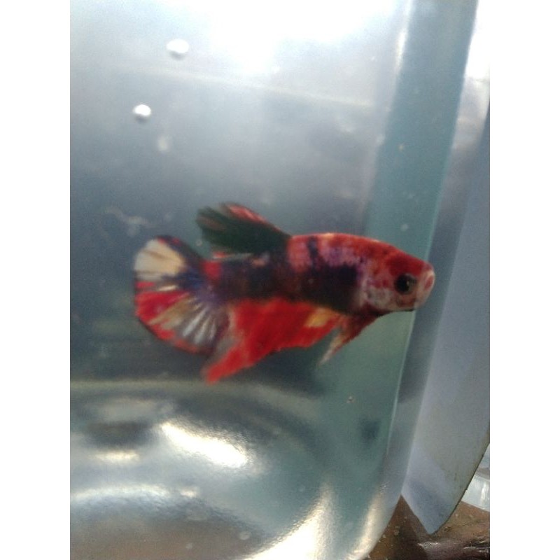 

Cupang Nemo Koi