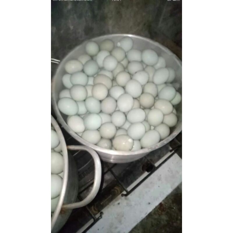 

TELUR ASIN MATANG OMEGA MERAH