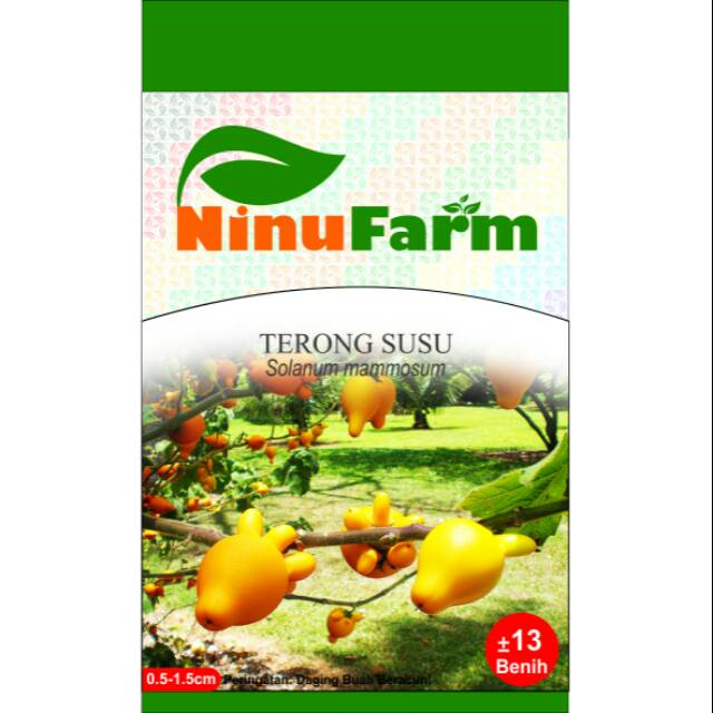 Benih Terong Susu 13Seeds