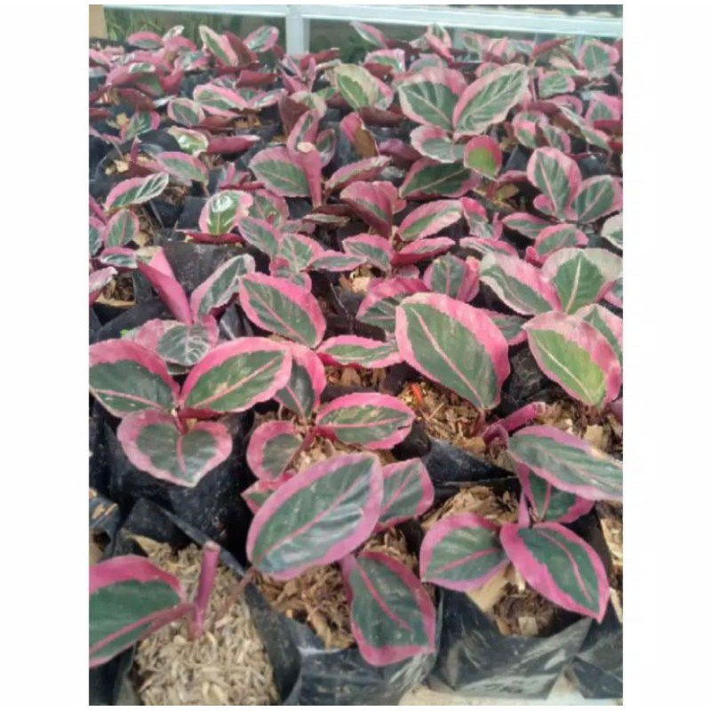 TANAMAN HIAS CALATHEA CINTYA PINK