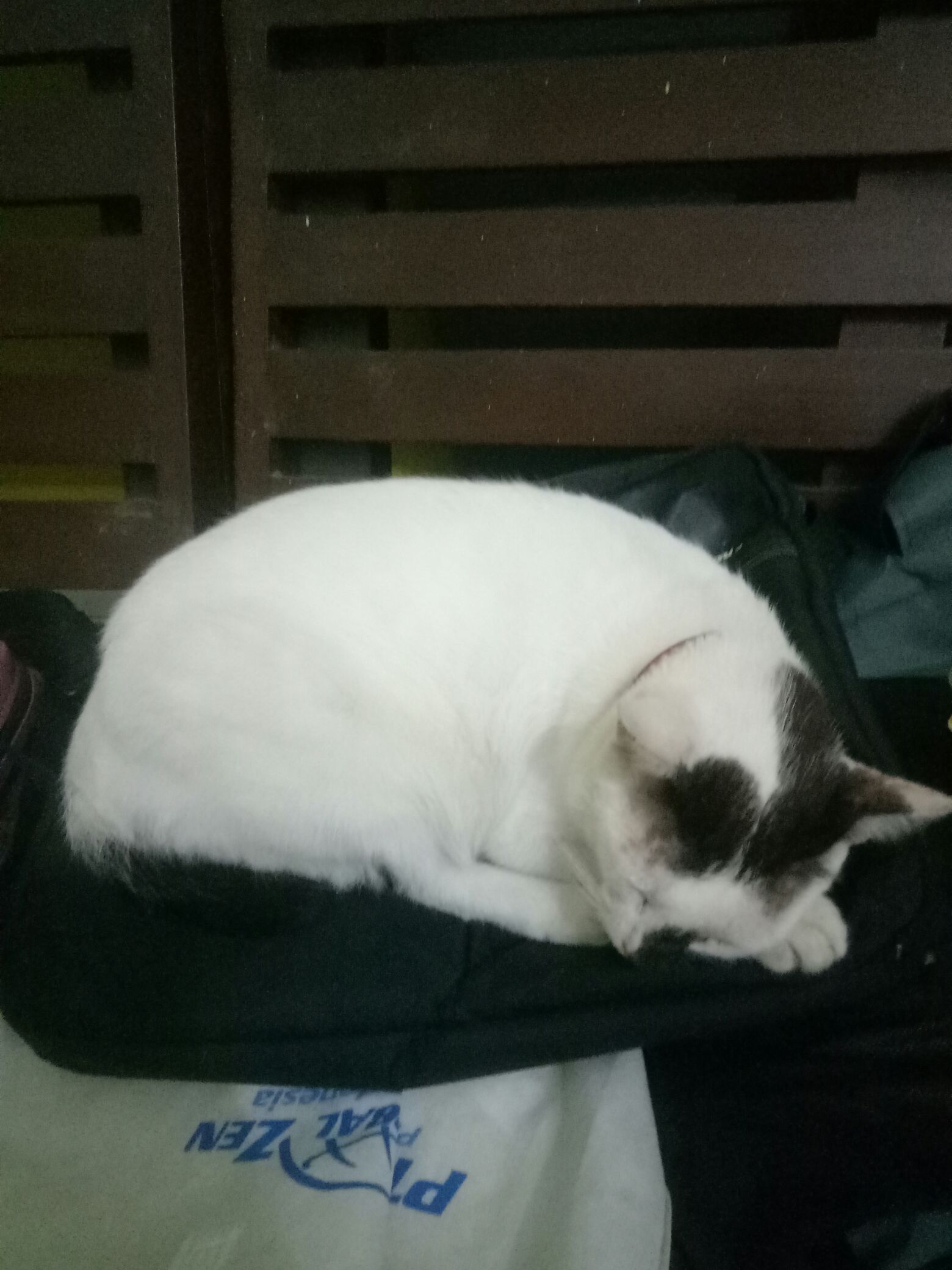 Mefisto Desinfektan 1 Liter - Penghilang Kuman Bakteri