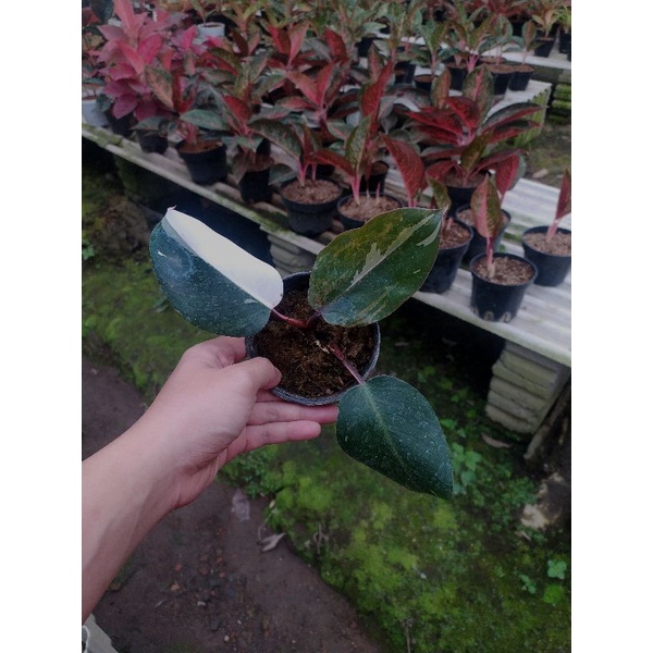 Philodendron White Knight