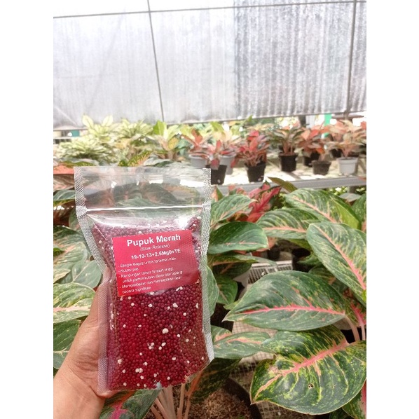 Pupuk merah (Slow Release) 19-10-13+2.5Mg0+TE Pupuk Premium