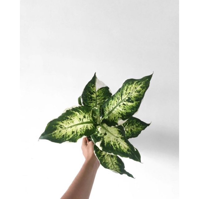 Tanaman hias Dieffenbachia sparkles / difenbacia variegata / dipen varigata