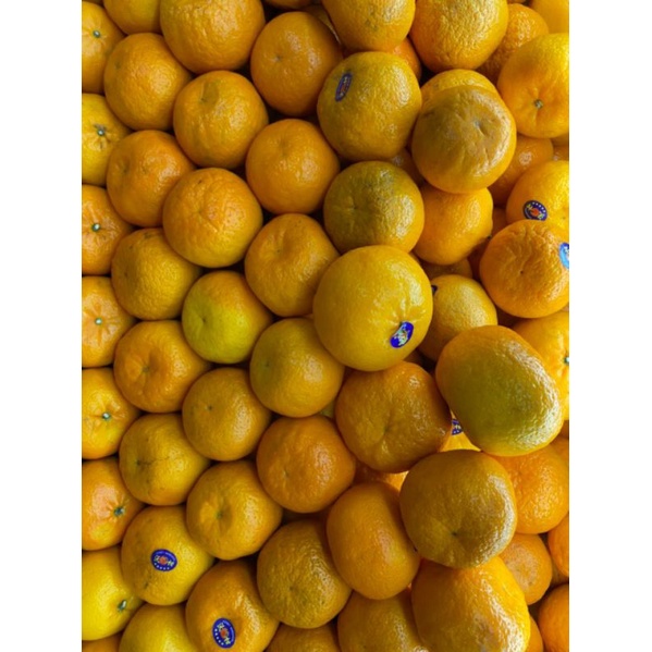 

jeruk wokam RRC premium | 1 kg