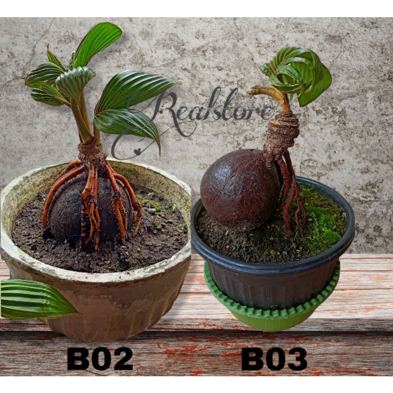 Bonsai Kelapa (Tanaman Hias Hidup)