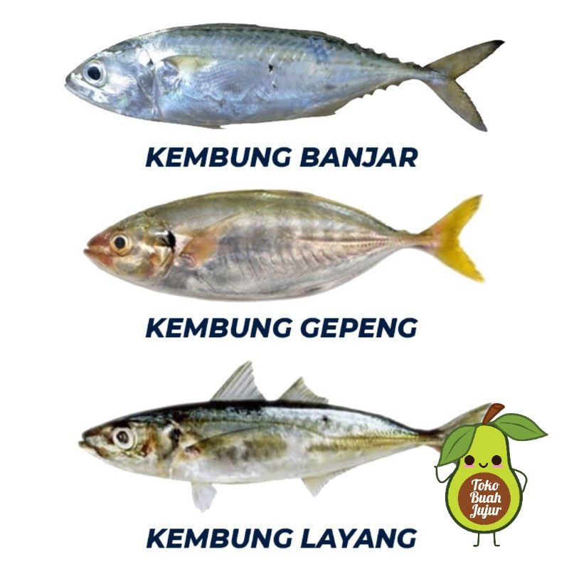

IKAN KEMBUNG FRESH 500Gr