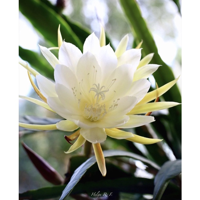 Tanaman hidup bunga wijaya kusuma oxypetalum-tanaman hidup-tanaman hias hidup-bunga hidup-bunga hidu