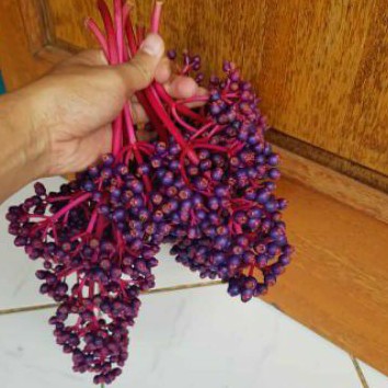 

Buah Parijoto Segar tangkai besar